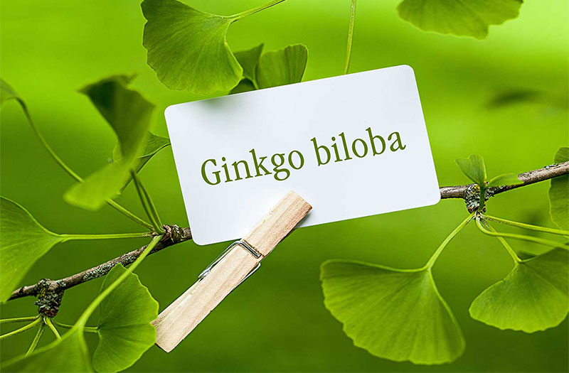 Ginkgo Biloba là gì? Tại sao thực phẩm chức năng bổ não có chứa Ginkgo Biloba?